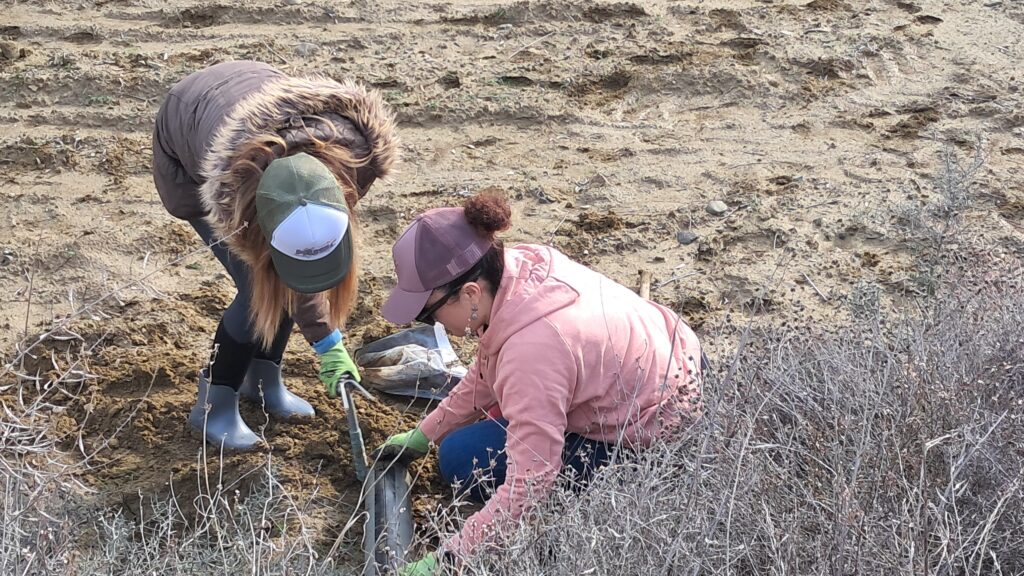 LIFE-AgrOassis tree planting event ANCORIA