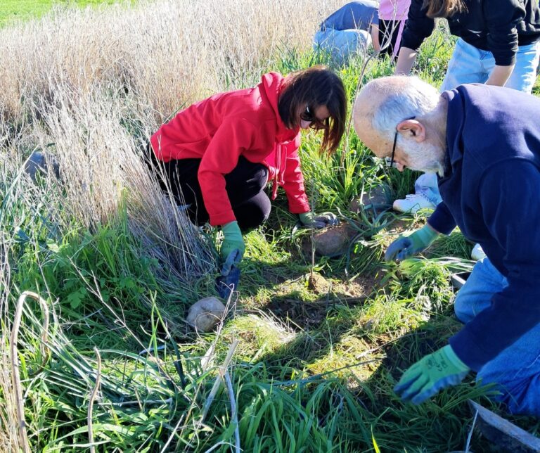 LIFE-AgrOassis tree planting event Cyprus Greens