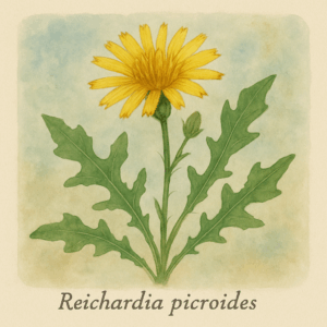 AENaON Reichardia