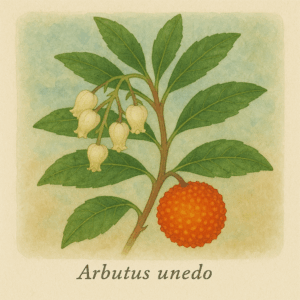 AENaON Arbutus