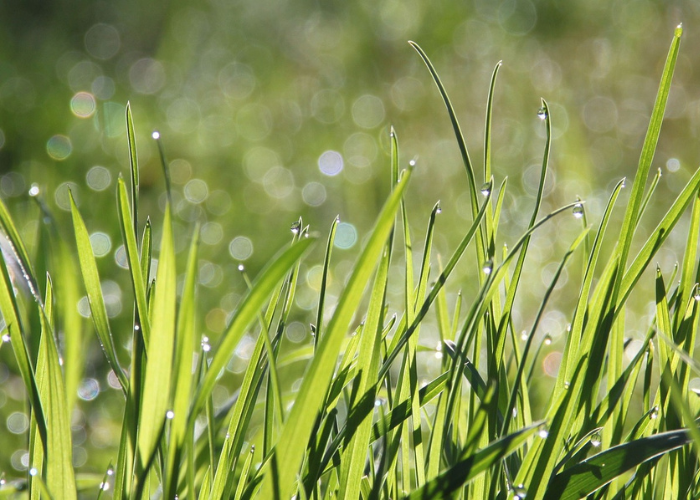 Pesticides Laona Open Letter